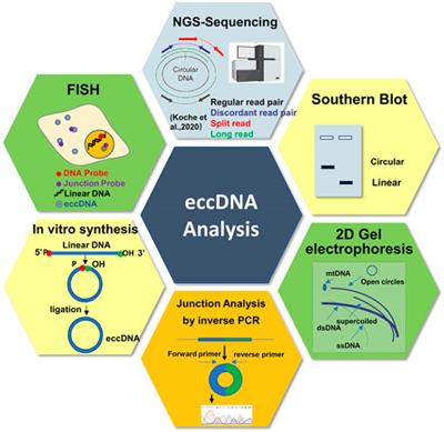 Extrachromosomal Circular DNA (eccDNA): From Chaos to Function